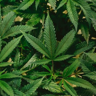 Close up of green-coloured cannabis leaves 